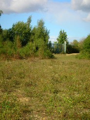 Sep 2013: 3D willow scrub